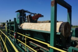 This is the first step in processing the log into lumber.